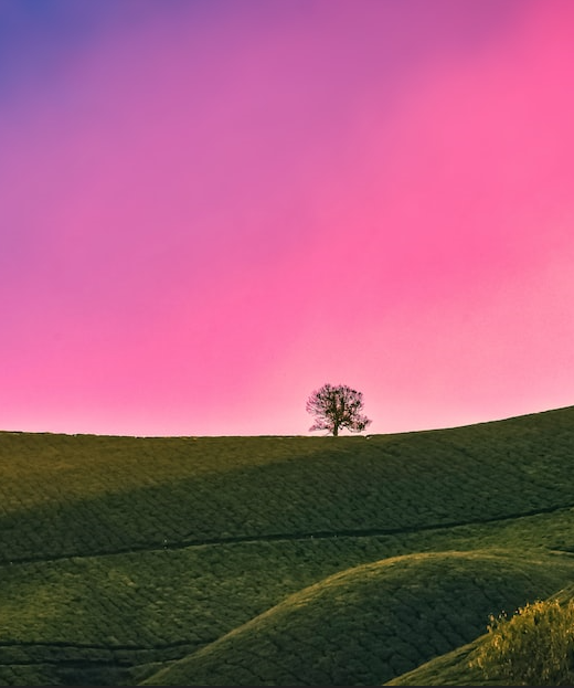 [SEARCH_TERM_FIRSTCAP]